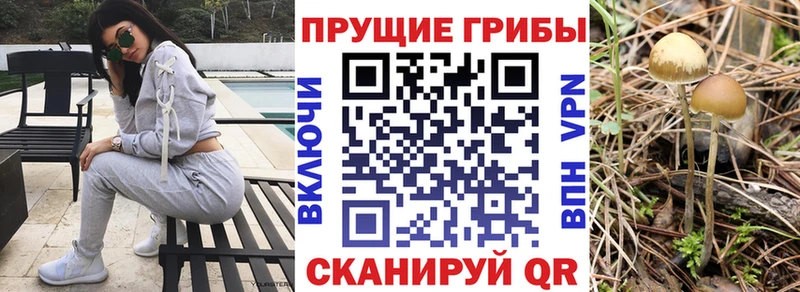Галлюциногенные грибы прущие грибы  Луга 